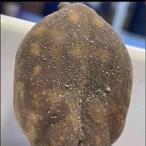 Meet your Posher, Noah